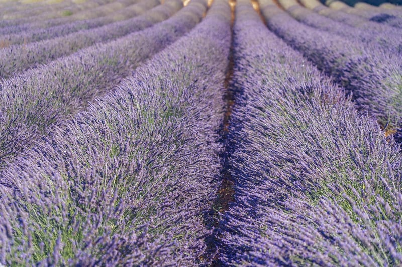 Lavender Garden