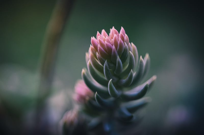 Sedum Succulent
